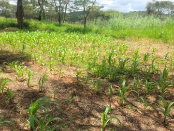 Farm & Agricultural Land